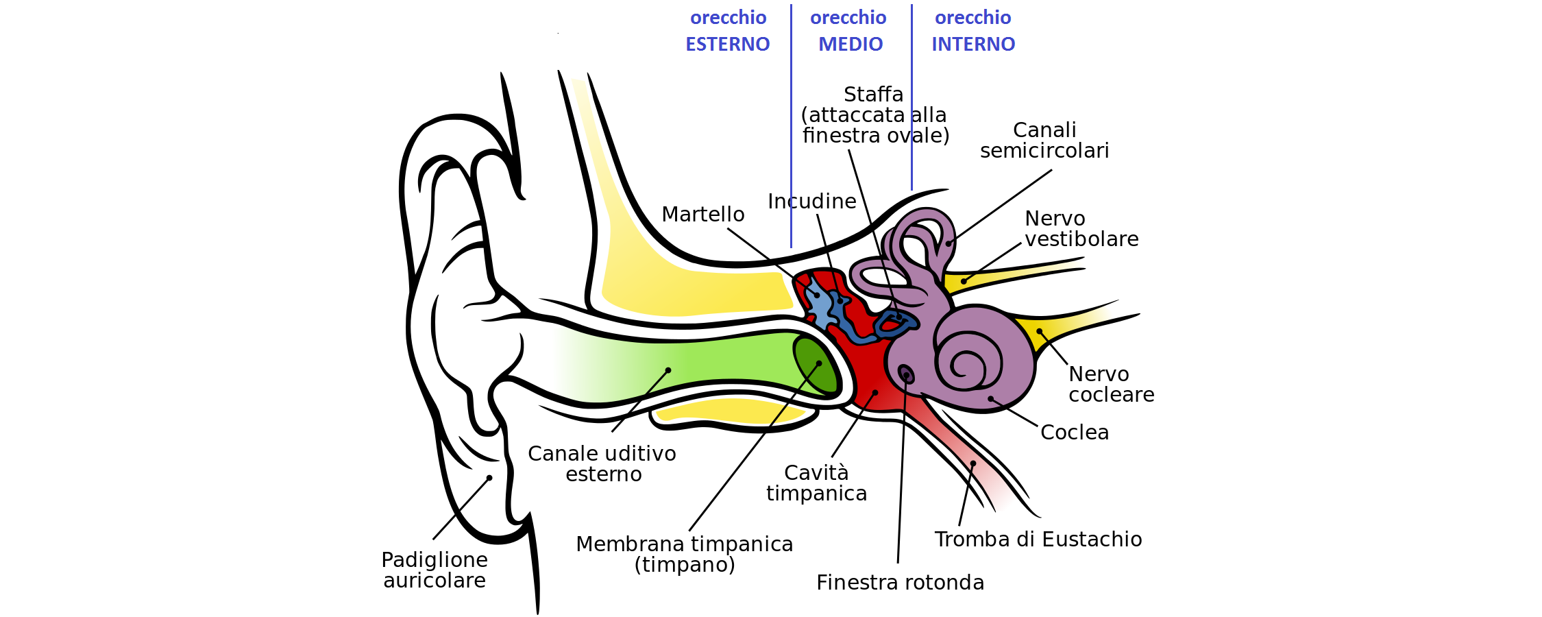 Sai cosa c'è dentro al tuo orecchio?